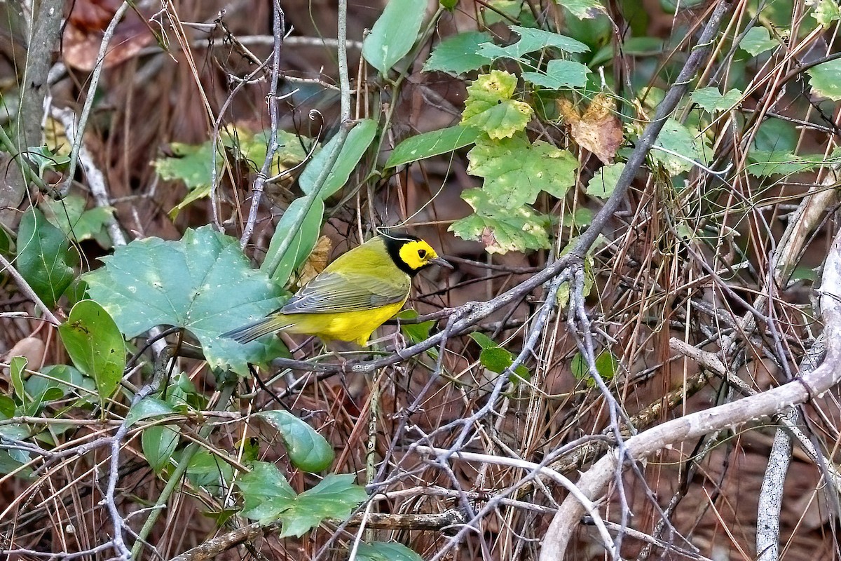 Hooded Warbler - Harry and Carol Gornto