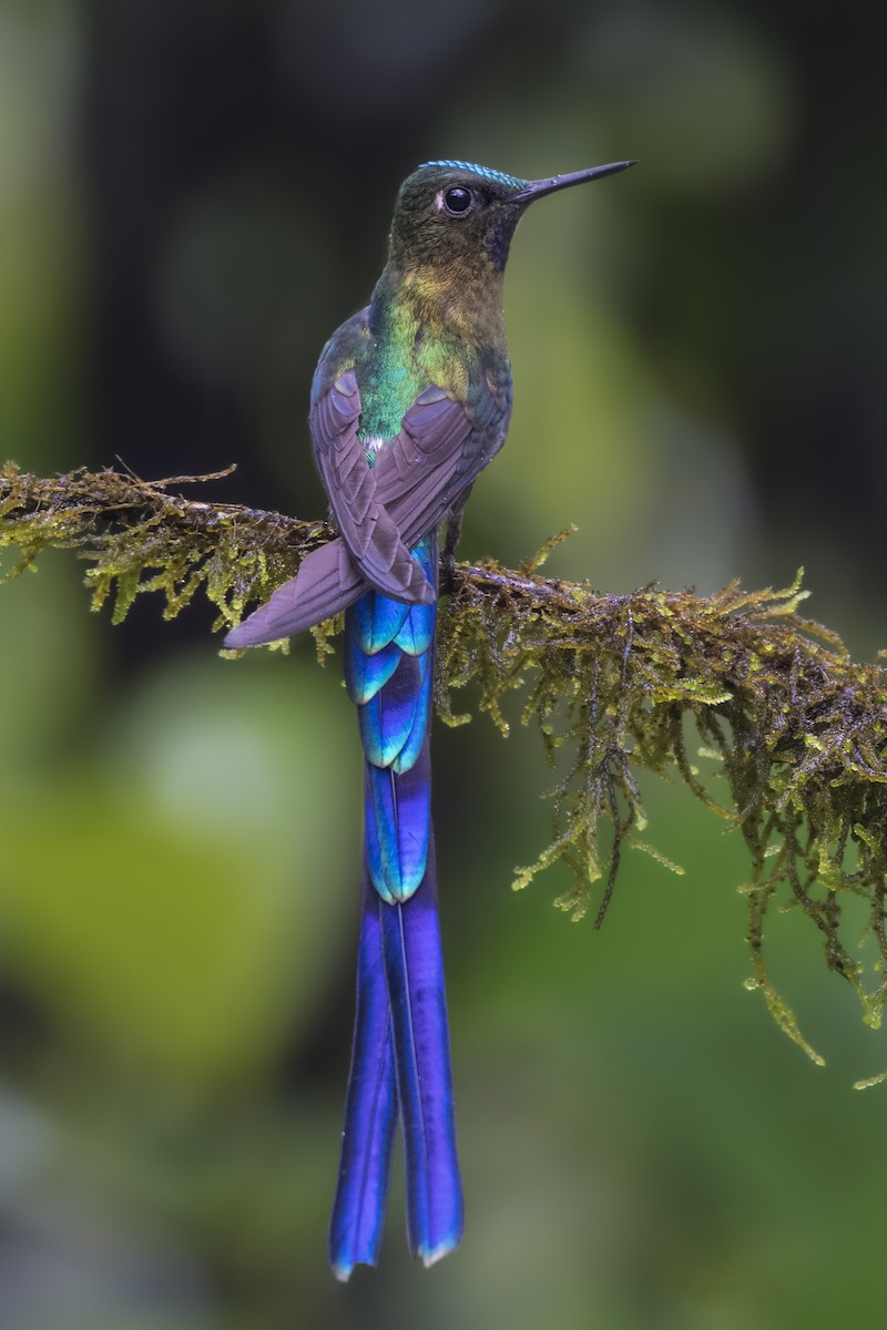 Violet-tailed Sylph - ML182485581