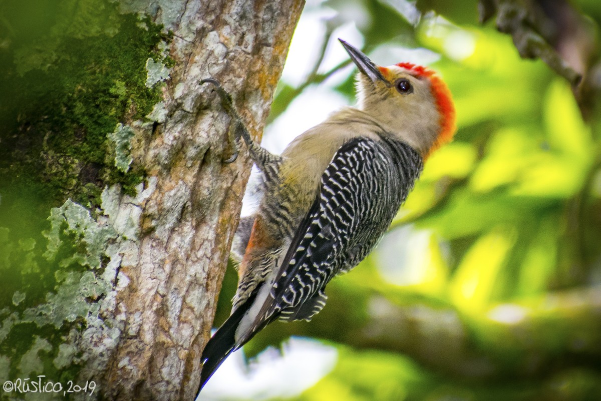 Golden-fronted Woodpecker - ML182485631