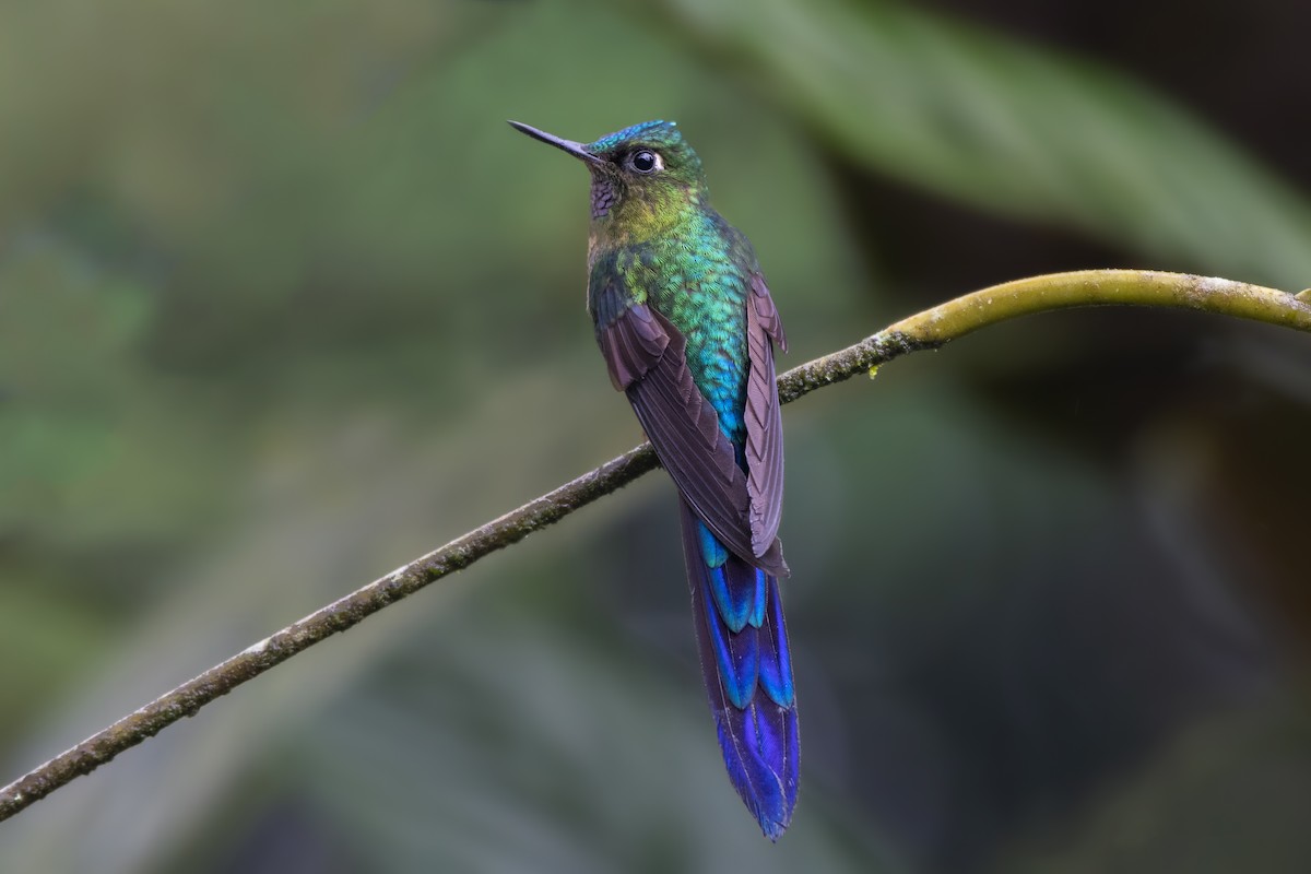 Violet-tailed Sylph - ML182485651