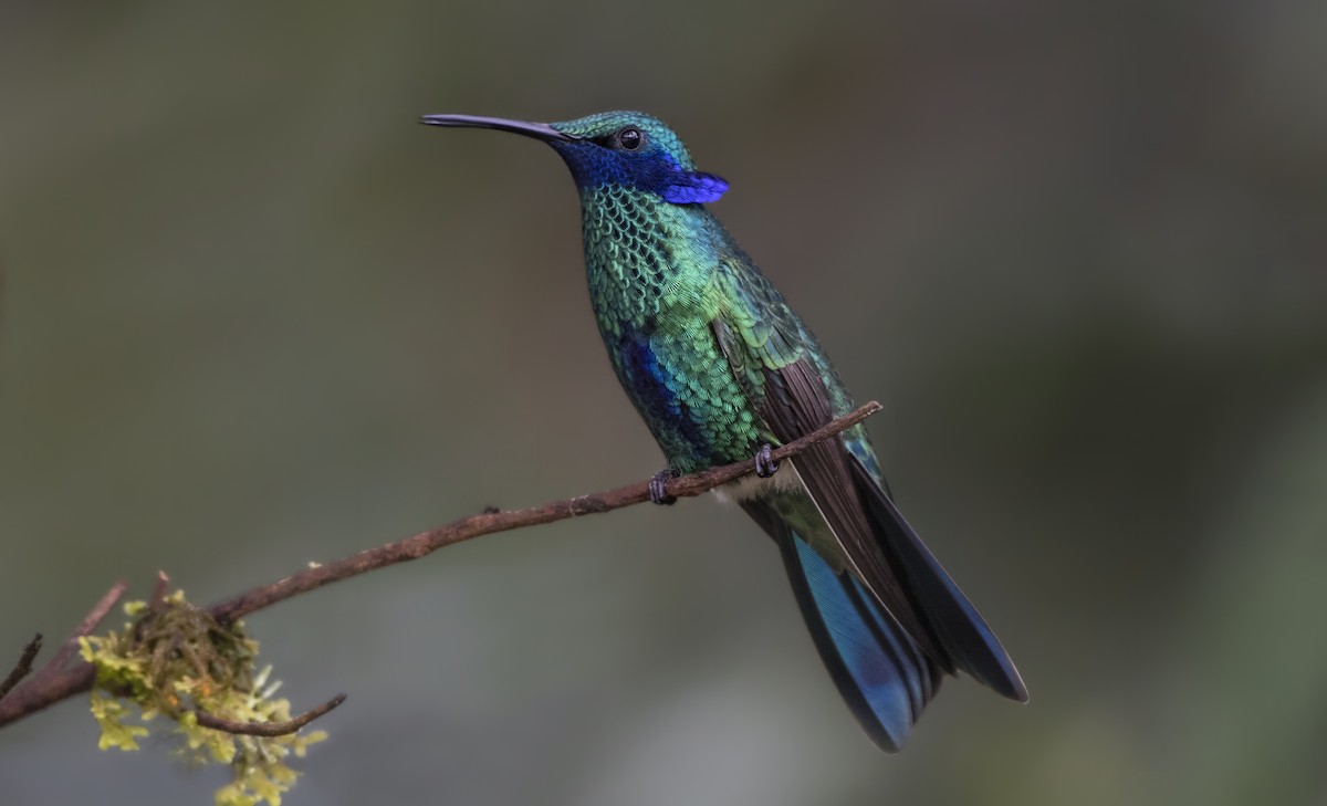 kolibřík modrolící - ML182486011
