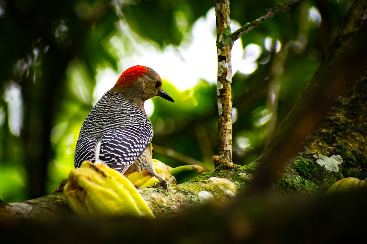 Golden-fronted Woodpecker - ML182486041