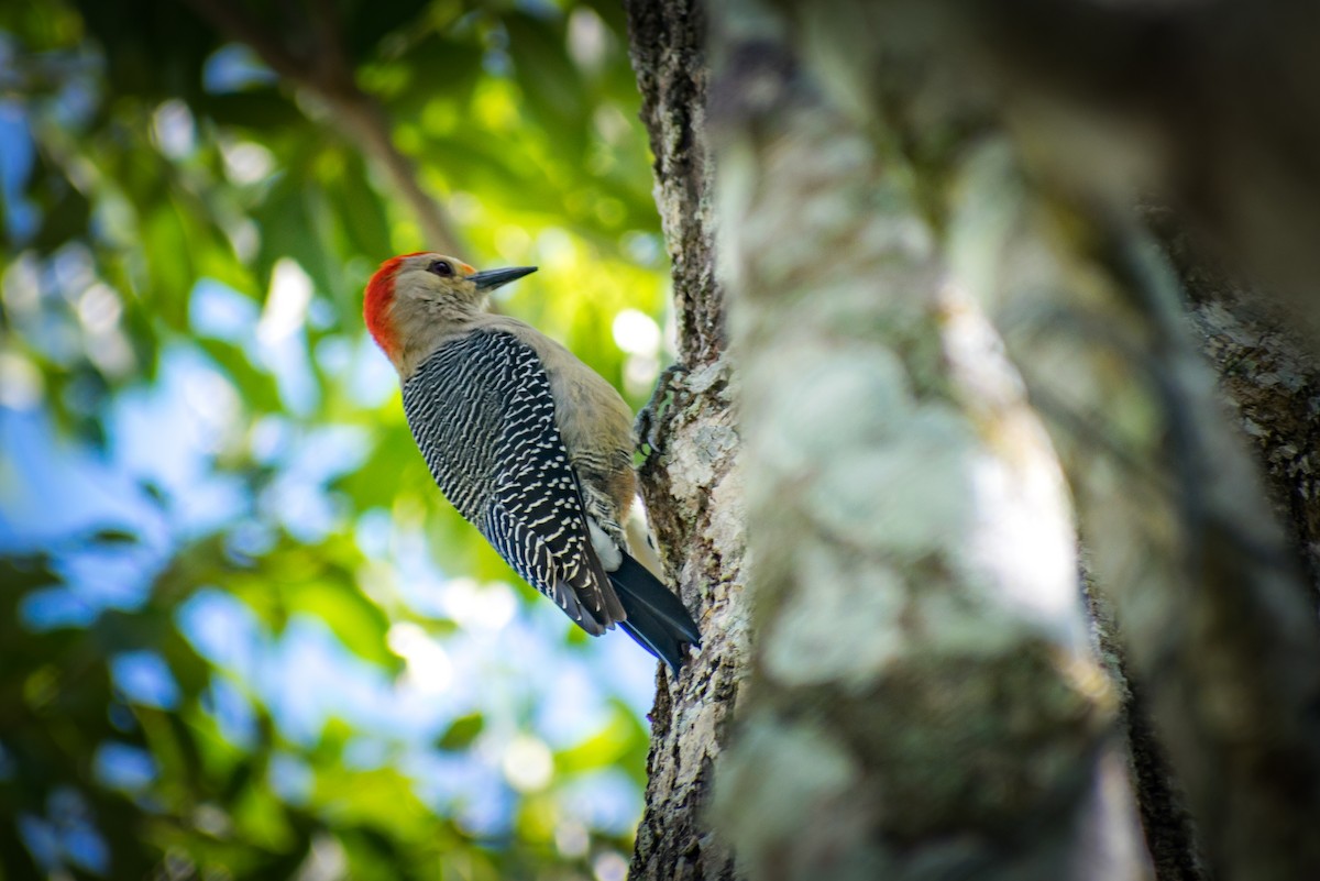 Golden-fronted Woodpecker - ML182486061