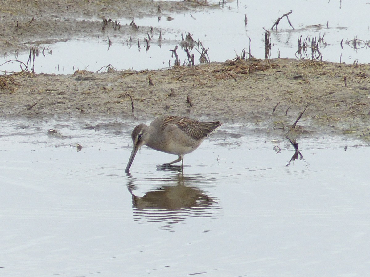 Long-billed Dowitcher - ML182487081