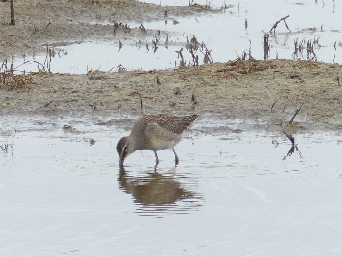 Long-billed Dowitcher - ML182487091