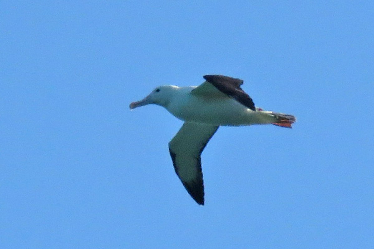 Northern/Southern Royal Albatross - Bunkie Mangum