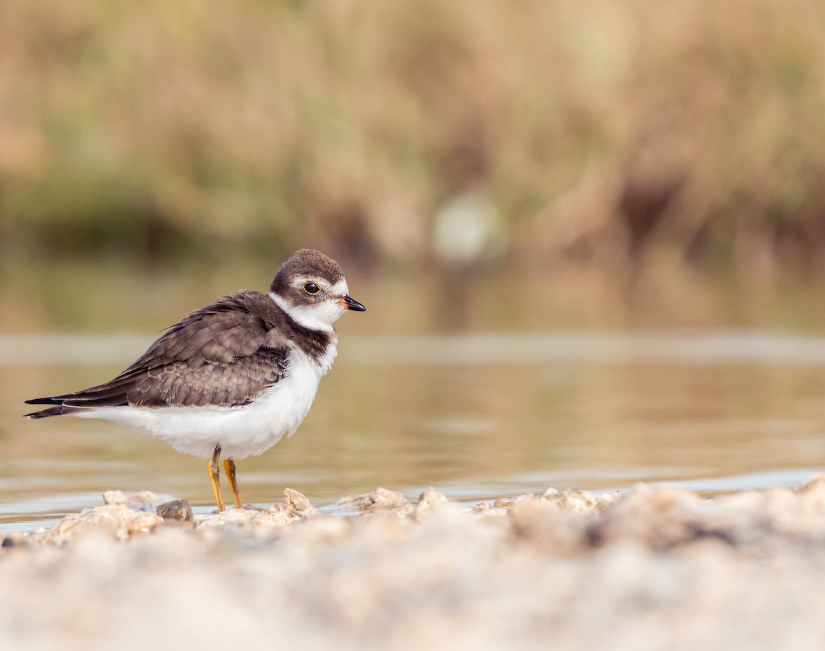 Semipalmated Plover - ML182493081