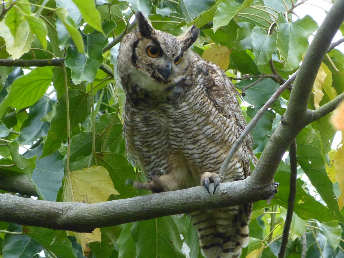 Great Horned Owl - ML182498701