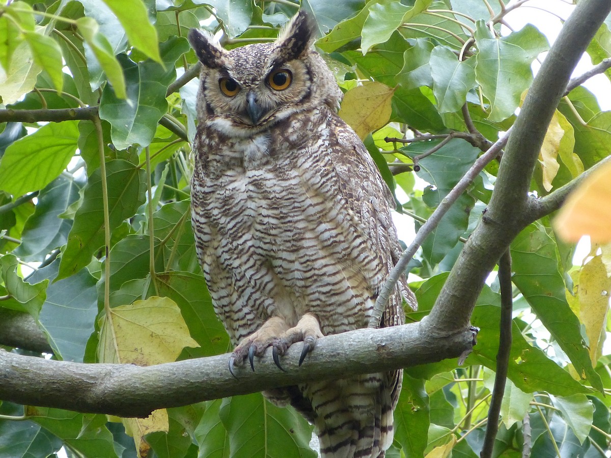 Great Horned Owl - ML182498741