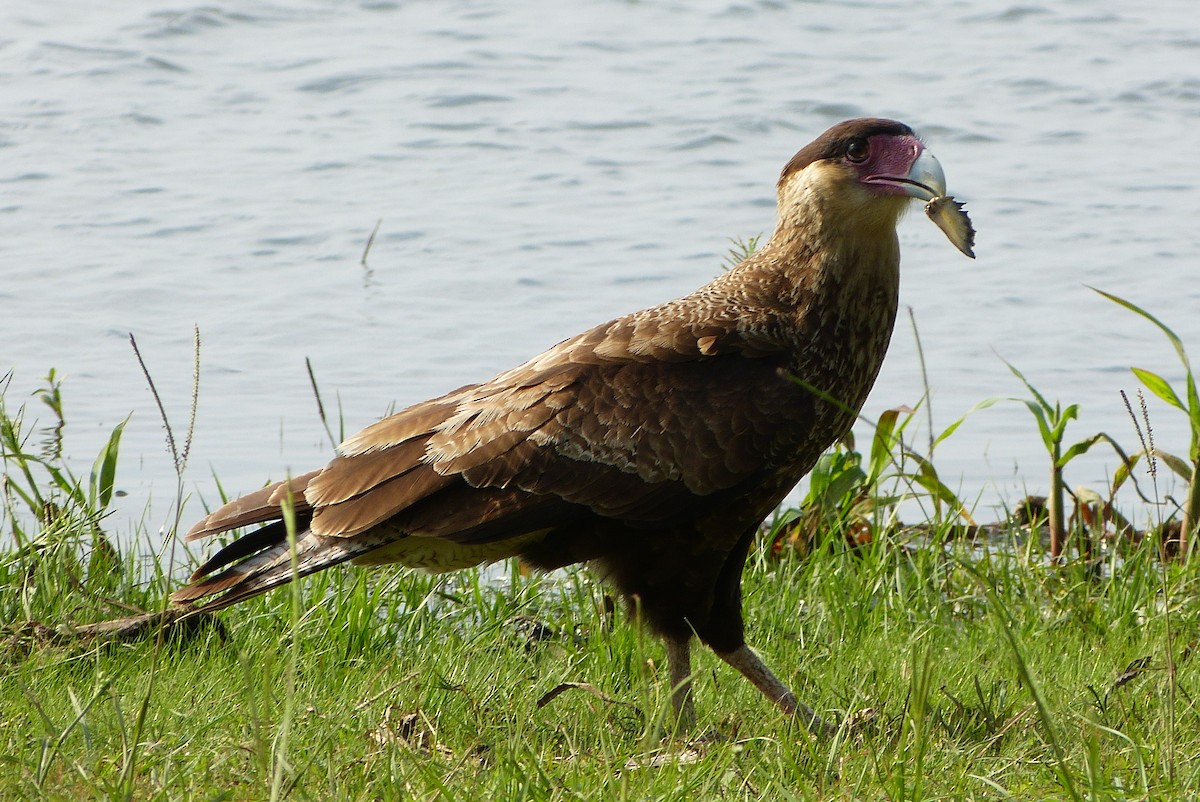 Crested Caracara (Southern) - ML182498891