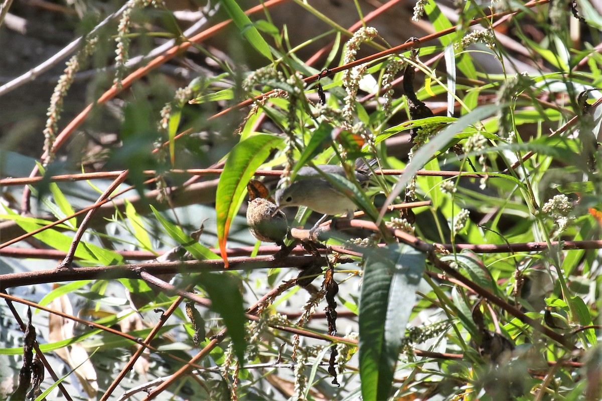 Lucy's Warbler - ML182499791