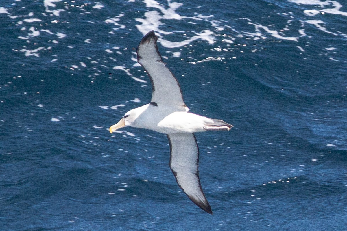 White-capped Albatross - ML182502731