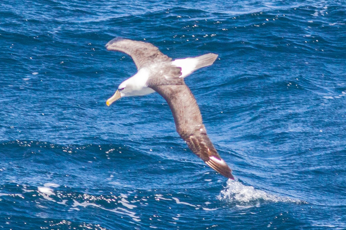 White-capped Albatross - ML182505191