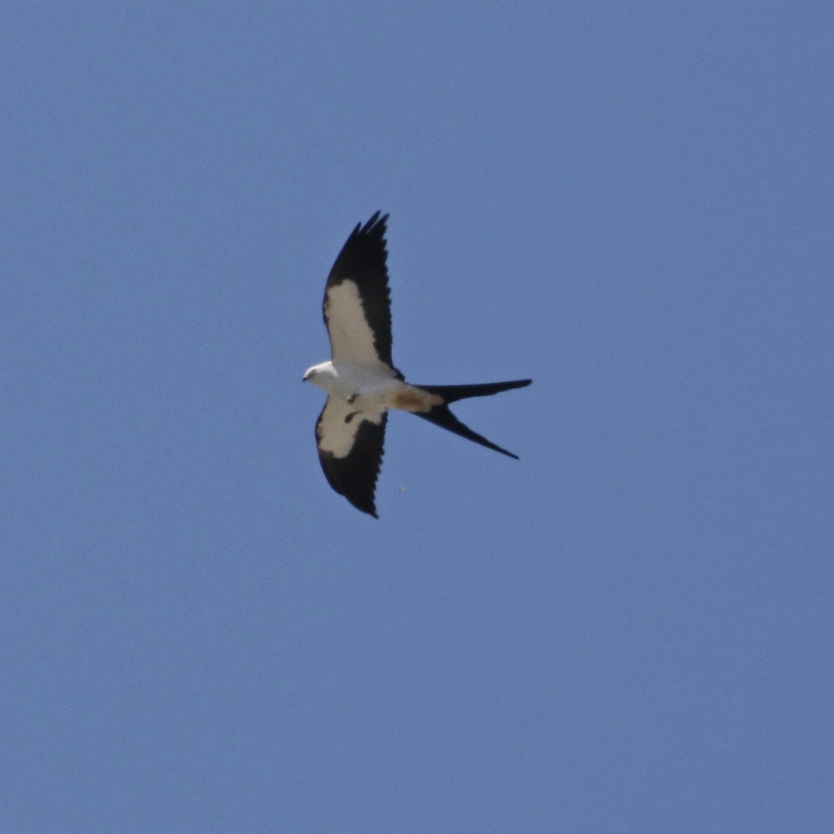 Swallow-tailed Kite - Jordan Gunn