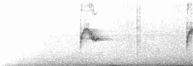 Поплітник каролінський (підвид albinucha/subfulvus) - ML182511831