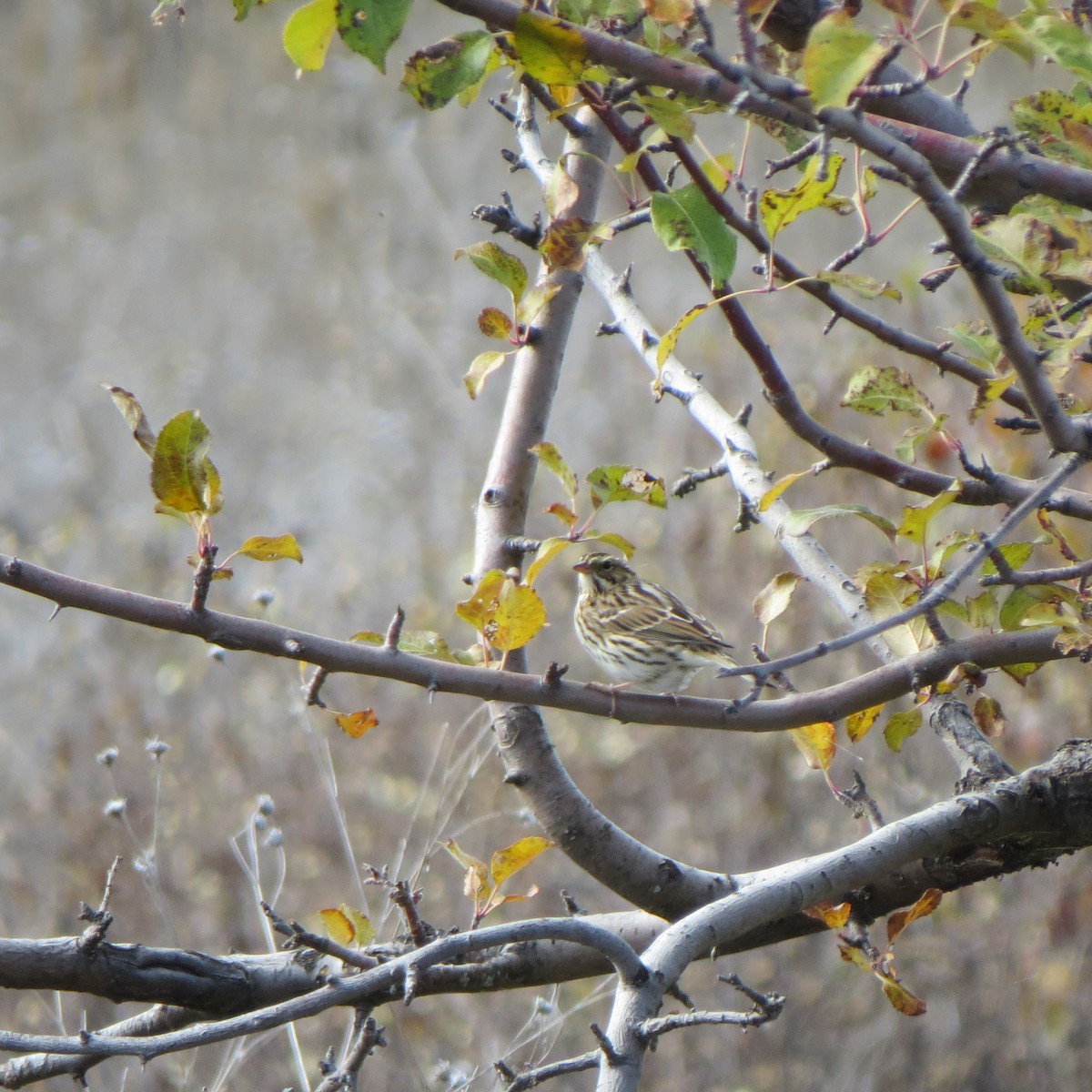 Savannah Sparrow - raylene wall