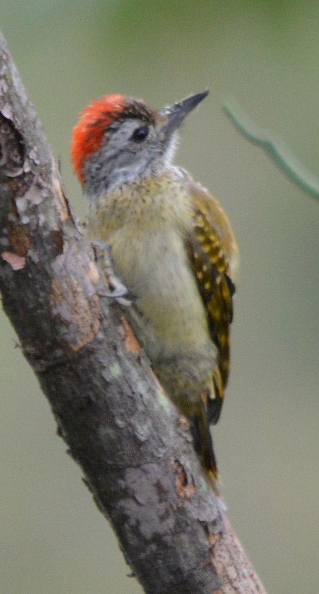 Speckle-breasted Woodpecker - ML182522001