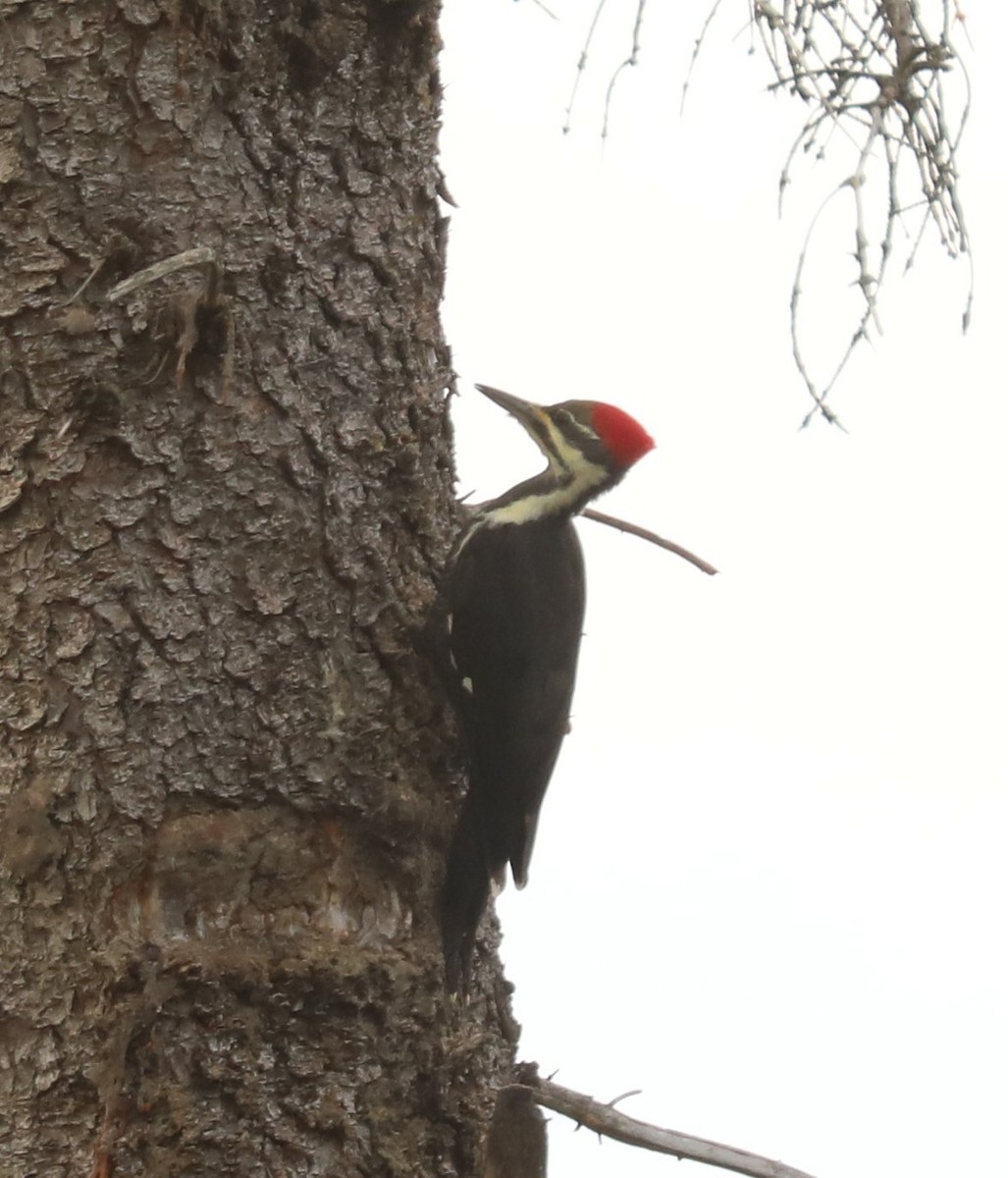 Pileated Woodpecker - ML182523501