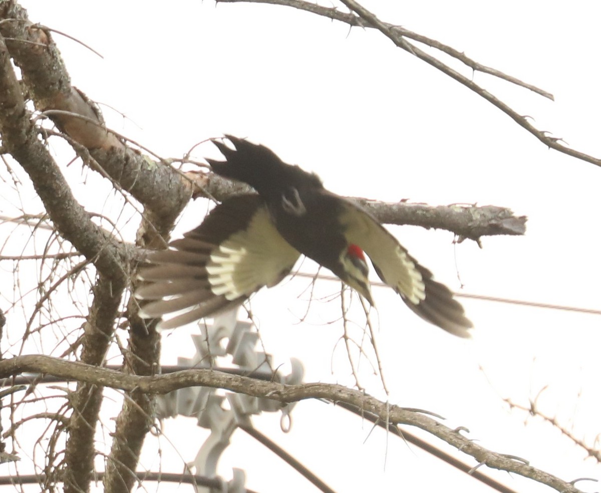 Pileated Woodpecker - Wendy Howes