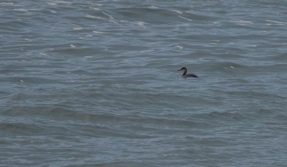 Red-necked Grebe - ML182523691