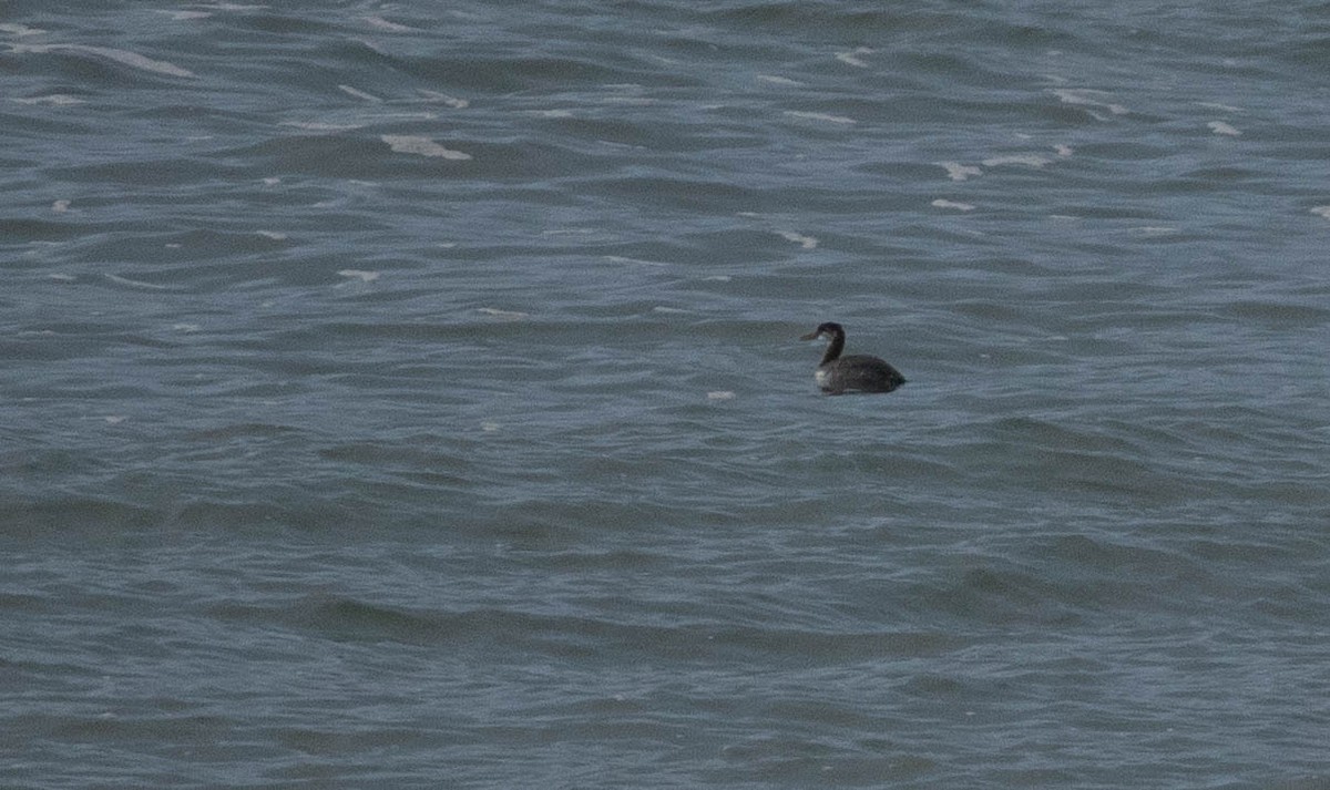 Red-necked Grebe - ML182523731