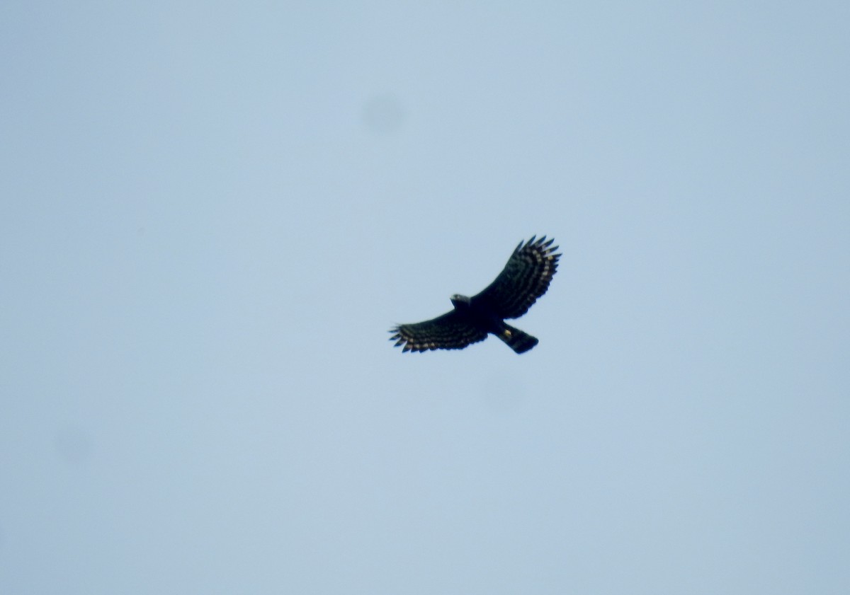 Чёрный хохлатый орёл - ML182523791