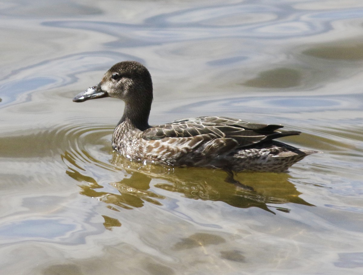 Blue-winged Teal - ML182524201