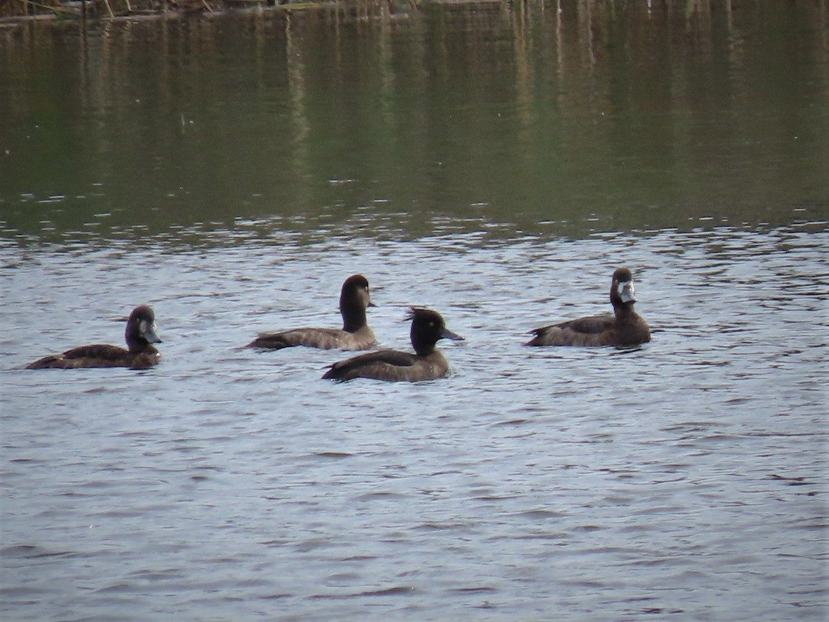 Tufted Duck - ML182525101