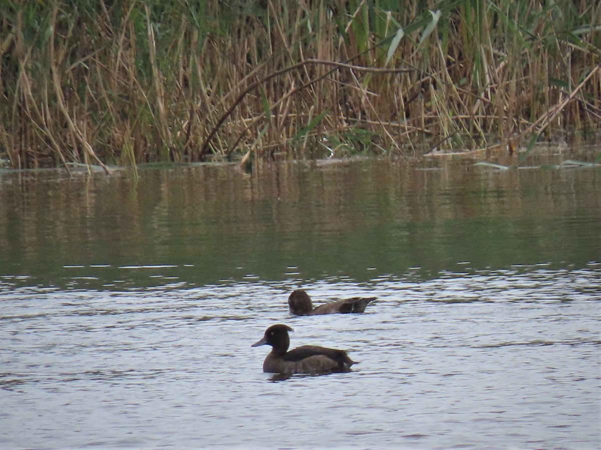 Tufted Duck - ML182525111
