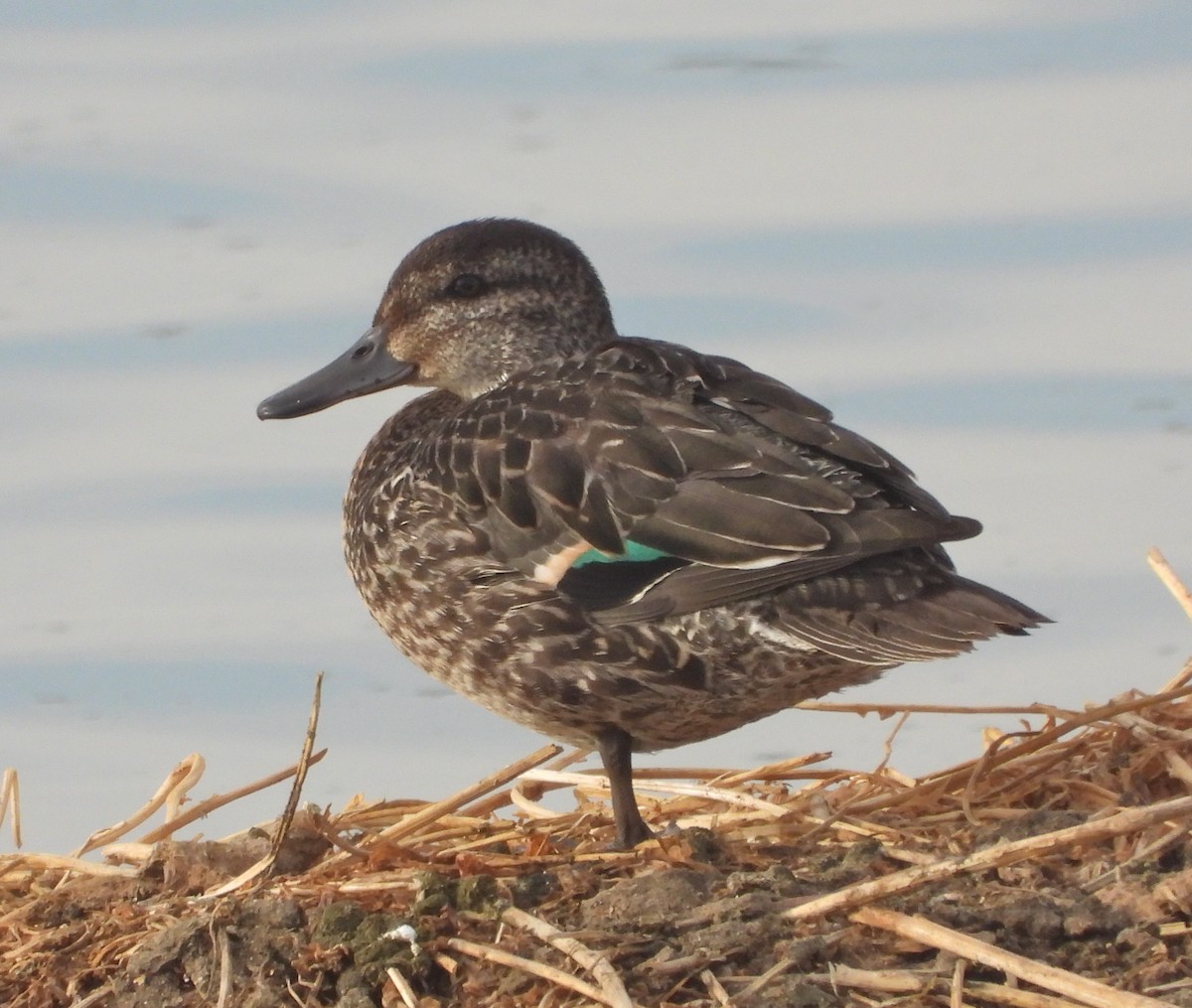 Green-winged Teal - ML182525831