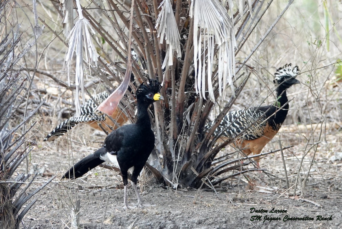 Bare-faced Curassow - ML182527751