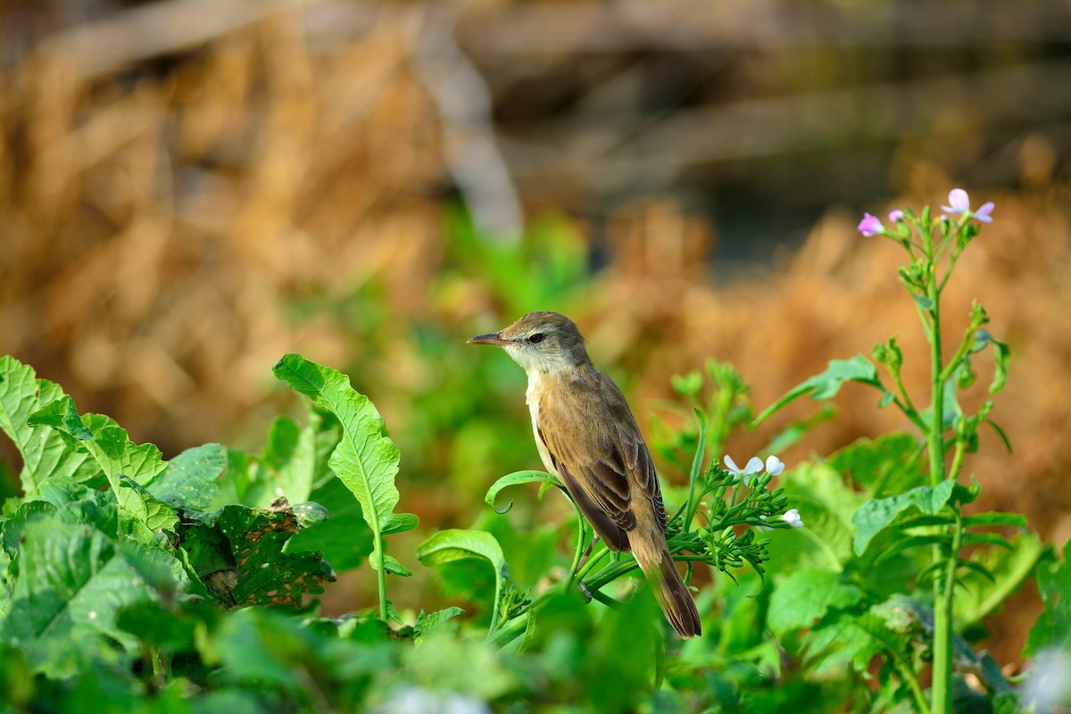 Oriental Reed Warbler - Weber Tsai