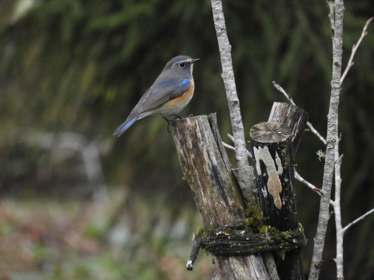 Red-flanked Bluetail - Chi-Hsuan Shao