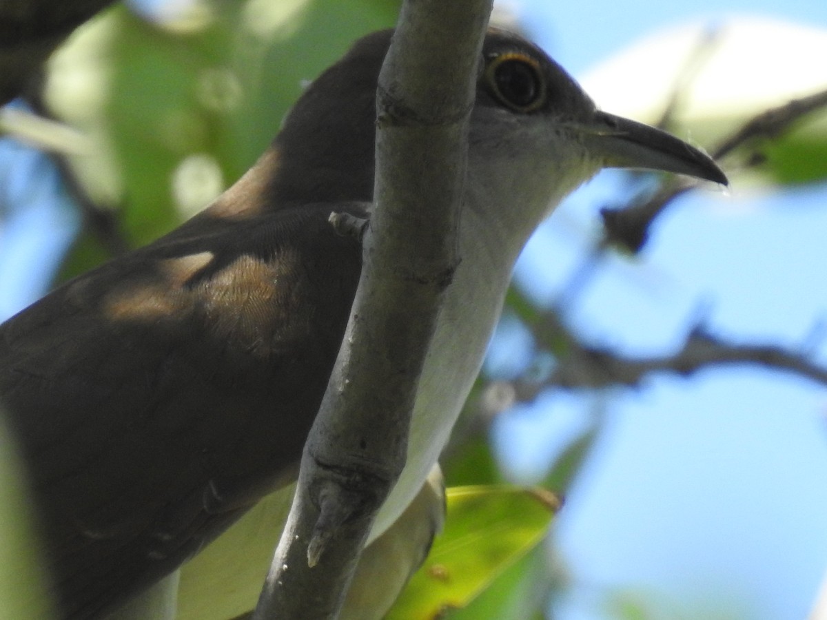 Black-billed Cuckoo - ML182535011