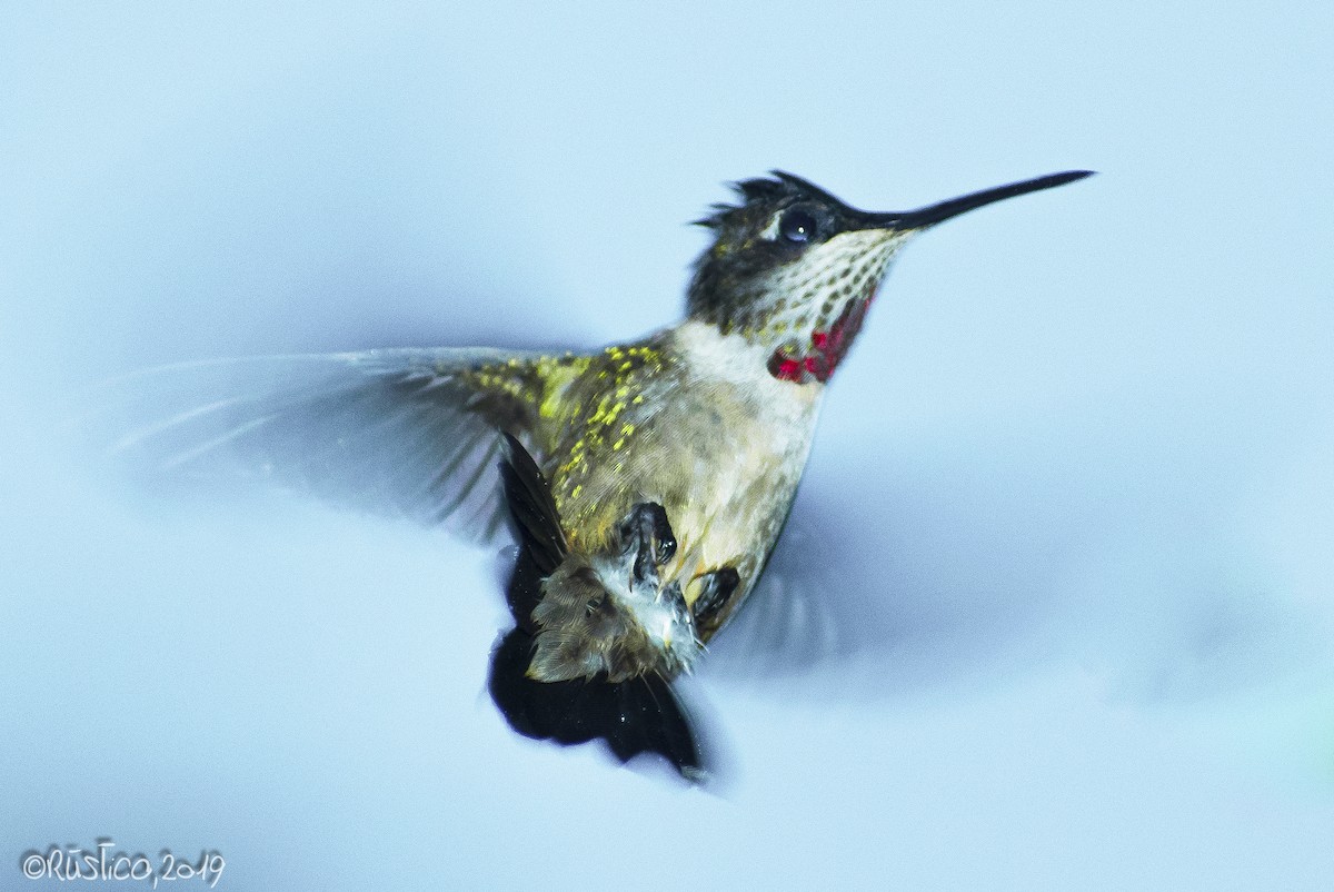 Ruby-throated Hummingbird - Esteban Delgado García