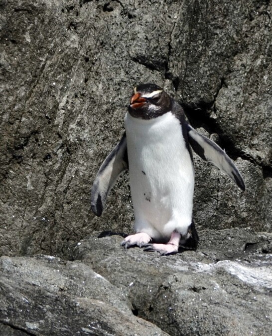 Fiordland Penguin - ML182545391