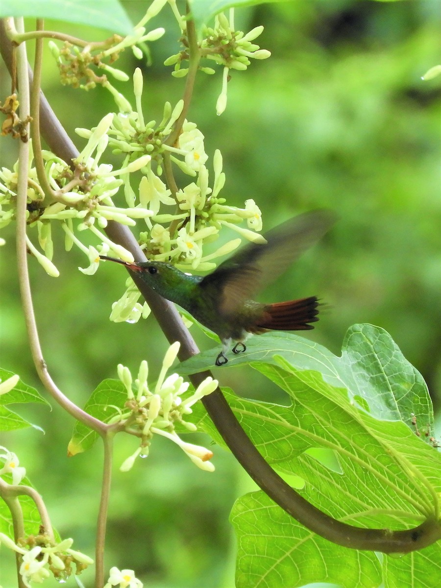 Rufous-tailed Hummingbird - ML182547411