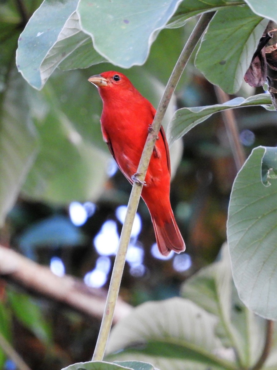 Summer Tanager - Sheila Nale