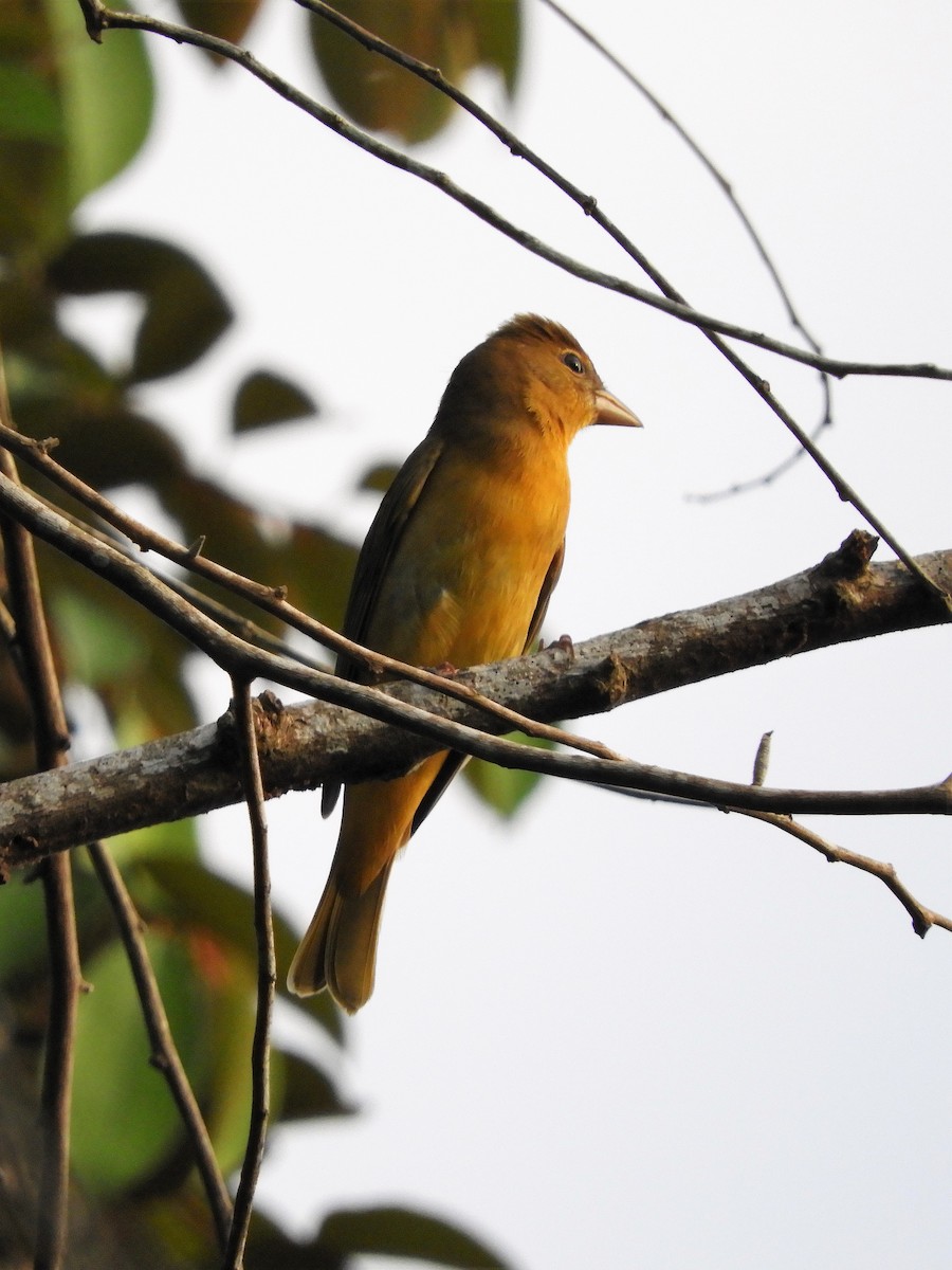 Summer Tanager - Sheila Nale