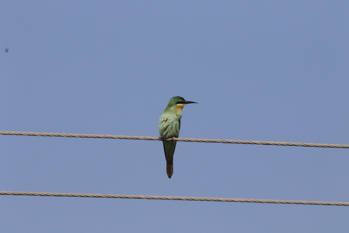 Blue-cheeked Bee-eater - Anonymous