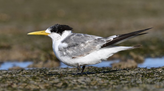鳳頭燕鷗 Ebird