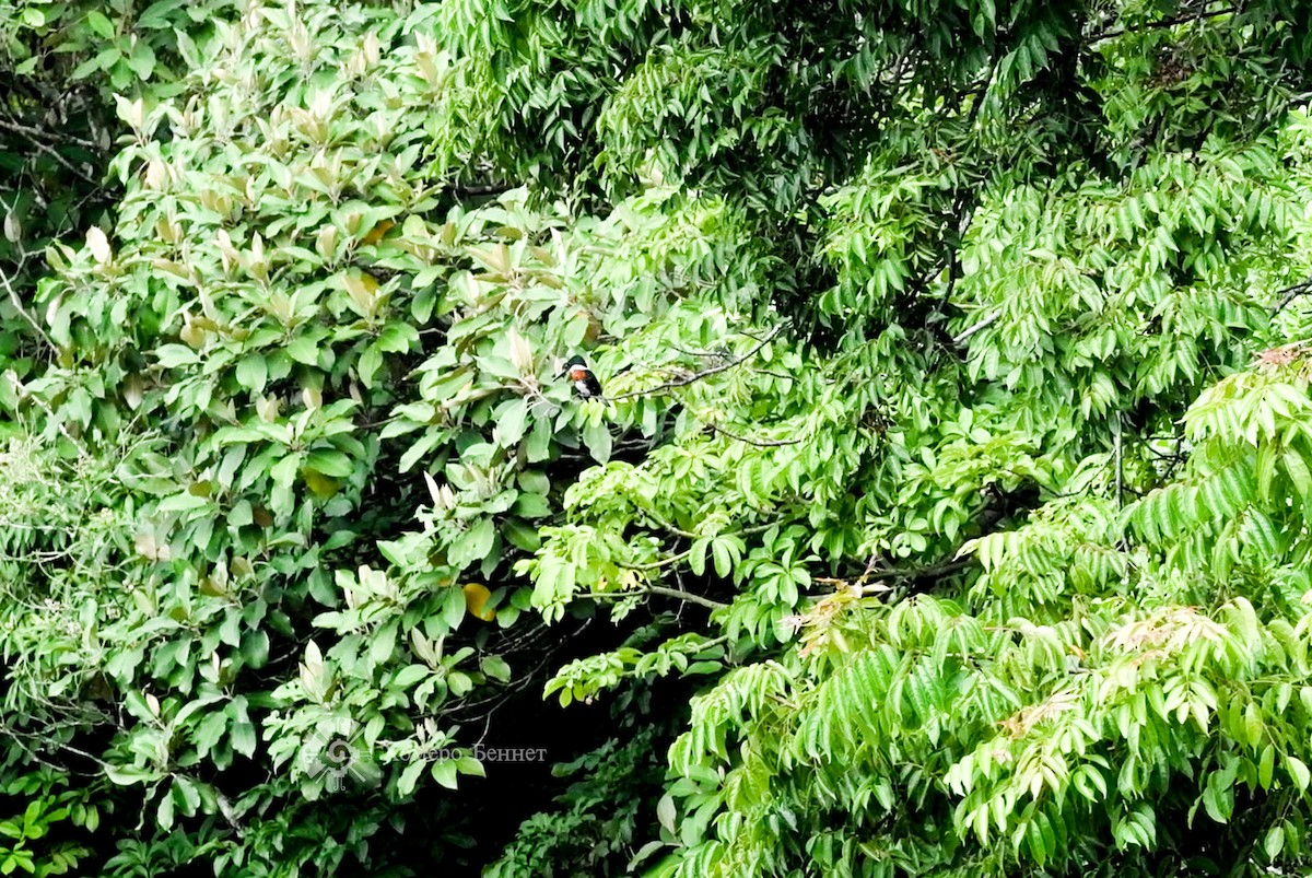 Амазонский зимородок - ML182553901