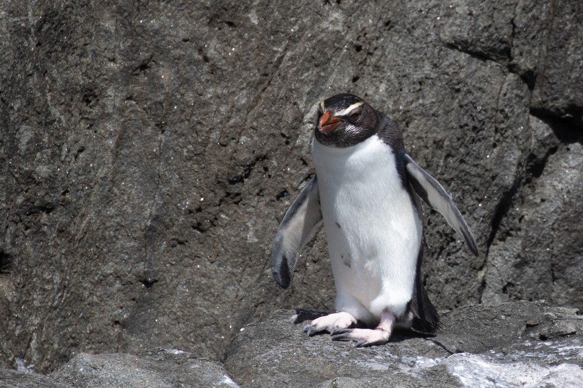 Fiordland Penguin - ML182555101