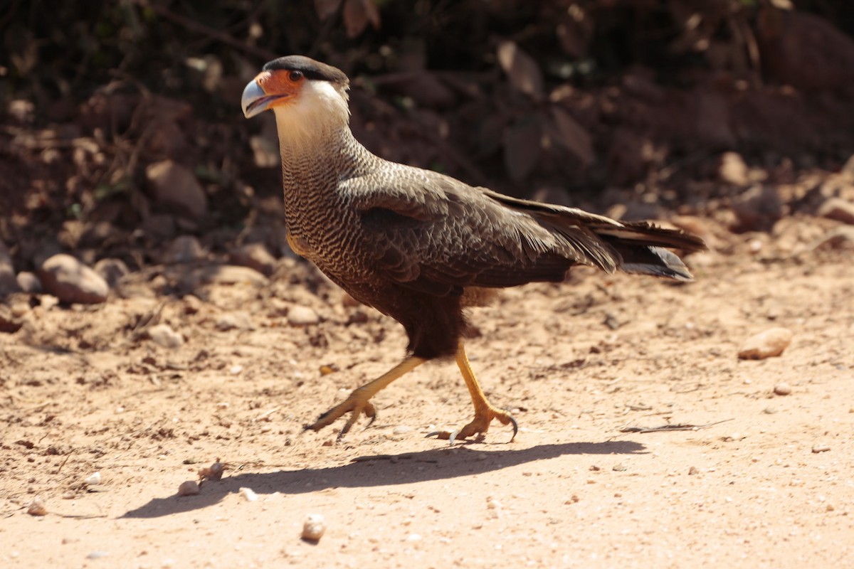Crested Caracara (Southern) - ML182555901