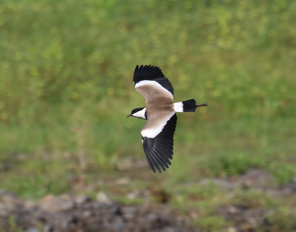 Spur-winged Lapwing - ML182558411