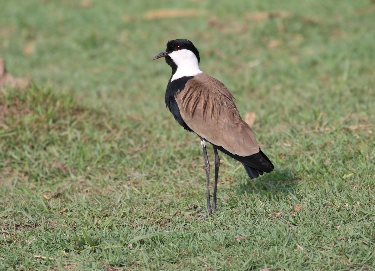Spur-winged Lapwing - ML182558441