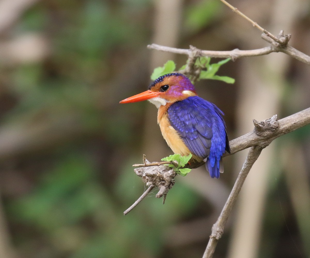 African Pygmy Kingfisher - Fikret Ataşalan