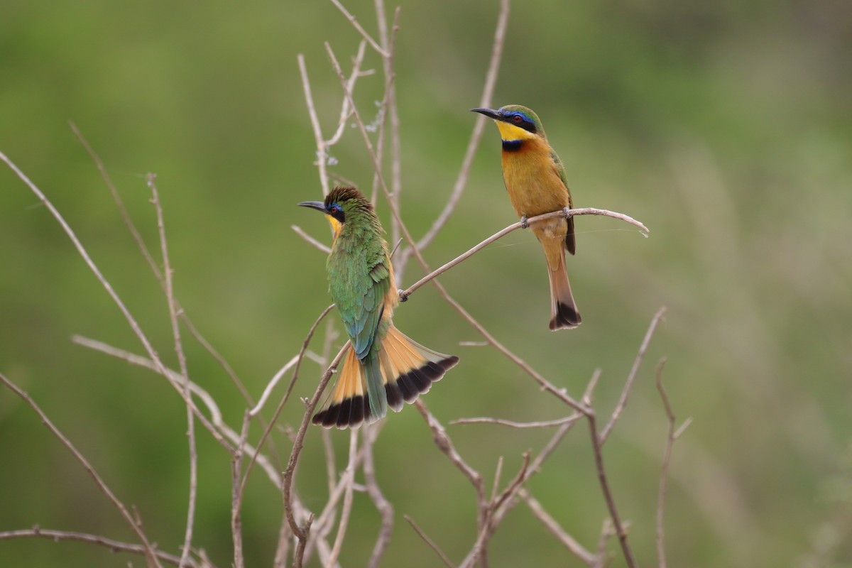 Ethiopian Bee-eater - Fikret Ataşalan