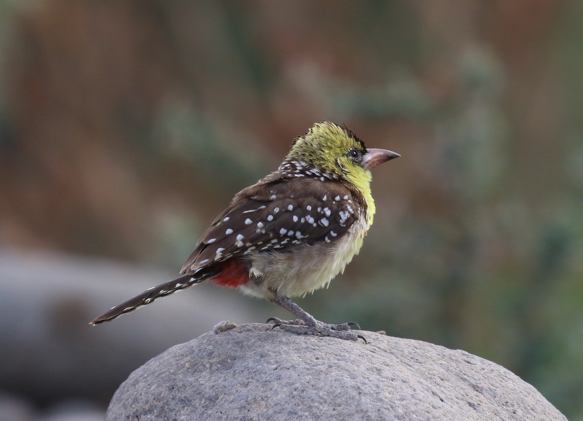 Yellow-breasted Barbet - ML182558651