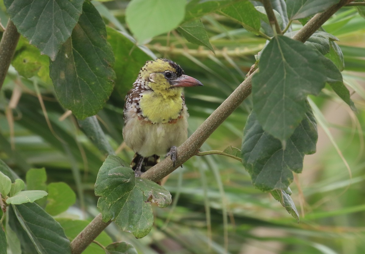 Yellow-breasted Barbet - ML182558661